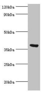 FKBP4 / FKBP52 Antibody - Western blot All lanes: Peptidyl-prolyl cis-trans isomerase FKBP4 antibody at 0.5µg/ml + MCF-7 whole cell lysate Secondary Goat polyclonal to rabbit IgG at 1/10000 dilution Predicted band size: 52 kDa Observed band size: 52 kDa