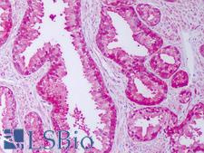 FKBP4 / FKBP52 Antibody - Anti-FKBP52 antibody IHC of human prostate. Immunohistochemistry of formalin-fixed, paraffin-embedded tissue after heat-induced antigen retrieval. Antibody concentration 10 ug/ml.  This image was taken for the unconjugated form of this product. Other forms have not been tested.