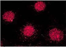 FKBP4 / FKBP52 Antibody - FKBP52 (Hi52C), MCF-7 cells.  This image was taken for the unconjugated form of this product. Other forms have not been tested.