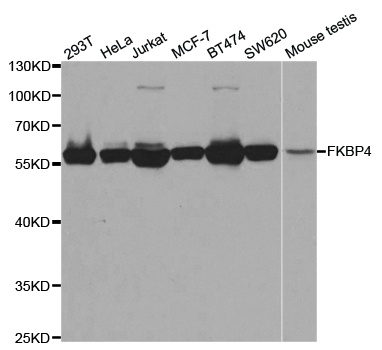 FKBP4 / FKBP52 Antibody - Western blot analysis of extracts of various cell lines.
