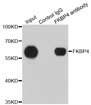 FKBP4 / FKBP52 Antibody - Immunoprecipitation analysis of 200ug extracts of 293T cells.