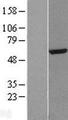 FKBP4 / FKBP52 Protein - Western validation with an anti-DDK antibody * L: Control HEK293 lysate R: Over-expression lysate