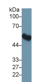 FKBP5 / FKBP51 Antibody