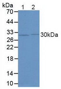 FKBP5 / FKBP51 Antibody - Western Blot; Lane1: Mouse Testis Tissue; Lane2: Mouse Fetal Rat Tissue.
