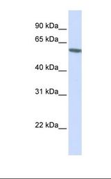 FKBP5 / FKBP51 Antibody - HepG2 cell lysate. Antibody concentration: 1.0 ug/ml. Gel concentration: 12%.  This image was taken for the unconjugated form of this product. Other forms have not been tested.
