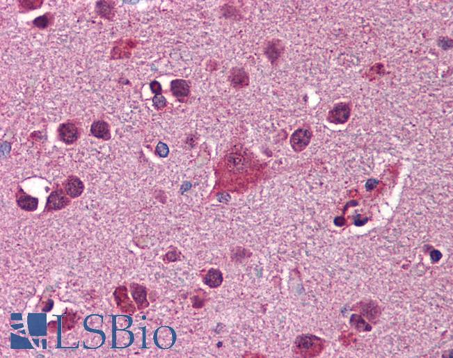 FKBP5 / FKBP51 Antibody - Anti-FKBP5 antibody IHC of human brain, cortex. Immunohistochemistry of formalin-fixed, paraffin-embedded tissue after heat-induced antigen retrieval. Antibody concentration 2.5 ug/ml.  This image was taken for the unconjugated form of this product. Other forms have not been tested.