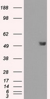 FKBP5 / FKBP51 Antibody - HEK293T cells were transfected with the pCMV6-ENTRY control (Left lane) or pCMV6-ENTRY FKBP5 (Right lane) cDNA for 48 hrs and lysed. Equivalent amounts of cell lysates (5 ug per lane) were separated by SDS-PAGE and immunoblotted with anti-FKBP5.