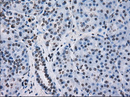 FKBP5 / FKBP51 Antibody - IHC of paraffin-embedded pancreas tissue using anti-FKBP5 mouse monoclonal antibody. (Dilution 1:50).