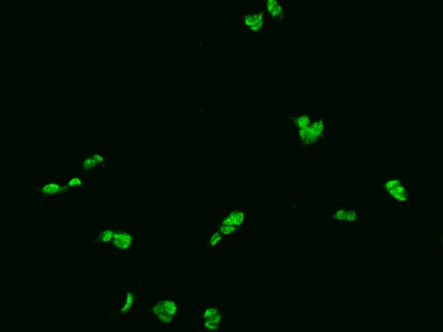 FKBP5 / FKBP51 Antibody - Immunofluorescence staining of FKBP5 in HEK293 cells. Cells were fixed with 4% PFA, permeabilzed with 0.1% Triton X-100 in PBS, blocked with 10% serum, and incubated with rabbit anti-Human FKBP5 polyclonal antibody (dilution ratio 1:200) at 4°C overnight. Then cells were stained with the Alexa Fluor 488-conjugated Goat Anti-rabbit IgG secondary antibody (green). Positive staining was localized to Nucleus.