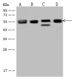 FKBP5 / FKBP51 Antibody - Anti-FKBP5 rabbit polyclonal antibody at 1:500 dilution. Lane A: K562 Whole Cell Lysate. Lane B: HepG2 Whole Cell Lysate. Lane C: U-251MG Whole Cell Lysate. Lane D: MCF7 Whole Cell Lysate. Lysates/proteins at 30 ug per lane. Secondary: Goat Anti-Rabbit IgG (H+L)/HRP at 1/10000 dilution. Developed using the ECL technique. Performed under reducing conditions. Predicted band size: 51 kDa. Observed band size: 54 kDa.