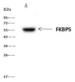 FKBP5 / FKBP51 Antibody - FKBP5 was immunoprecipitated using: Lane A: 0.5 mg K562 Whole Cell Lysate. 4 uL anti-FKBP5 rabbit polyclonal antibody and 60 ug of Immunomagnetic beads Protein A/G. Primary antibody: Anti-FKBP5 rabbit polyclonal antibody, at 1:100 dilution. Secondary antibody: Clean-Blot IP Detection Reagent (HRP) at 1:1000 dilution. Developed using the ECL technique. Performed under reducing conditions. Predicted band size: 51 kDa. Observed band size: 55 kDa.