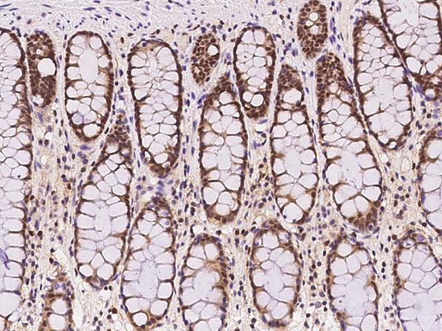 FKBP5 / FKBP51 Antibody - Immunochemical staining of human FKBP5 in human rectum with rabbit polyclonal antibody at 1:100 dilution, formalin-fixed paraffin embedded sections.