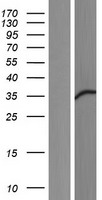 FKBP5 / FKBP51 Protein - Western validation with an anti-DDK antibody * L: Control HEK293 lysate R: Over-expression lysate