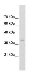 FKBP6 Antibody - HepG2 Cell Lysate.  This image was taken for the unconjugated form of this product. Other forms have not been tested.
