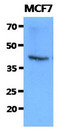 FKBP6 Antibody - Western Blot: The cell lysates of MCF7 (40 ug) were resolved by SDS-PAGE, transferred to PVDF membrane and probed with anti-human FKBP6 antibody (1:1000). Proteins were visualized using a goat anti-mouse secondary antibody conjugated to HRP and an ECL detection system.