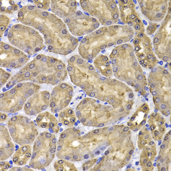 FKBP6 Antibody - Immunohistochemistry of paraffin-embedded mouse kidney tissue.