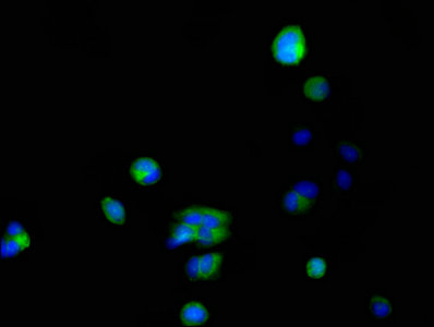 FKBP6 Antibody - Immunofluorescent analysis of MCF-7 cells using FKBP6 Antibody at dilution of 1:100 and Alexa Fluor 488-congugated AffiniPure Goat Anti-Rabbit IgG(H+L)