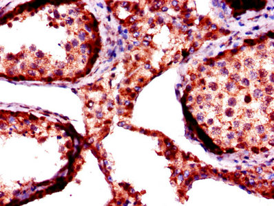 FKBP6 Antibody - Immunohistochemistry of paraffin-embedded human testis tissue using FKBP6 Antibody at dilution of 1:100