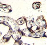 FKBP7 Antibody - FKBP7 Antibody immunohistochemistry of formalin-fixed and paraffin-embedded human placenta tissue followed by peroxidase-conjugated secondary antibody and DAB staining.