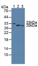 FKBP7 Antibody - Western Blot; Sample: Lane1: Human Serum; Lane2: Human Lung Tissue; Lane3: Human A549 Cells.