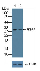 FKBP7 Antibody - Knockout Varification: Lane 1: Wild-type A549 cell lysate; Lane 2: FKBP7 knockout A549 cell lysate; Predicted MW: 25,30kd Observed MW: 30kd Primary Ab: 3µg/ml Rabbit Anti-Human FKBP7 Antibody Second Ab: 0.2µg/mL HRP-Linked Caprine Anti-Rabbit IgG Polyclonal Antibody