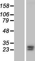 FKBP7 Protein - Western validation with an anti-DDK antibody * L: Control HEK293 lysate R: Over-expression lysate
