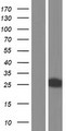 FKBP7 Protein - Western validation with an anti-DDK antibody * L: Control HEK293 lysate R: Over-expression lysate