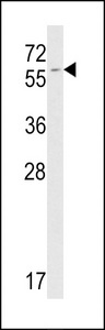 FKBP9 Antibody - Western blot of FKBP9 antibody in mouse NIH-3T3 tissue lysates (35 ug/lane). FKBP9 (arrow) was detected using the purified antibody.
