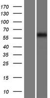 FKBP9 Protein - Western validation with an anti-DDK antibody * L: Control HEK293 lysate R: Over-expression lysate