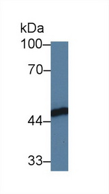 FKBPL Antibody - Western Blot; Sample: Human HL60 cell lysate; Primary Ab: 3µg/ml Rabbit Anti-Human FKBPL Antibody Second Ab: 0.2µg/mL HRP-Linked Caprine Anti-Rabbit IgG Polyclonal Antibody