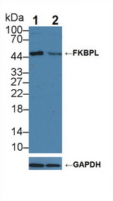 FKBPL Antibody - Knockout Varification: Lane 1: Wild-type HL60 cell lysate; Lane 2: FKBPL knockout HL60 cell lysate; Predicted MW: 38kd Observed MW: 48kd Primary Ab: 3µg/ml Rabbit Anti-Human FKBPL Antibody Second Ab: 0.2µg/mL HRP-Linked Caprine Anti-Rabbit IgG Polyclonal Antibody