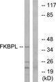 FKBPL Antibody - Western blot analysis of lysates from Jurkat cells, using FKBPL Antibody. The lane on the right is blocked with the synthesized peptide.