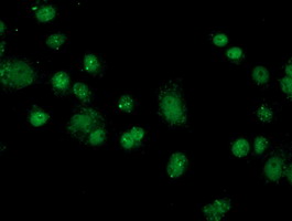 FKBPL Antibody - Anti-FKBPL mouse monoclonal antibody immunofluorescent staining of COS7 cells transiently transfected by pCMV6-ENTRY FKBPL.