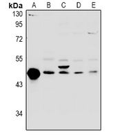 FKBPL Antibody - Western blot analysis of FKBPL expression in rat testis (A), mouse testis (B), LO2 (C), HepG2 (D), HEK293T (E) whole cell lysates.