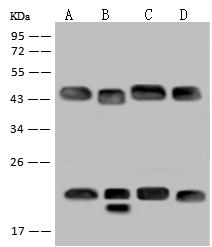 FKBPL Antibody - Anti-FKBPL rabbit polyclonal antibody at 1:500 dilution. Lane A: Jurkat Whole Cell Lysate. Lane B: MCF7 Whole Cell Lysate. Lane C: HL-60 Whole Cell Lysate. Lane D: HeLa Whole Cell Lysate. Lysates/proteins at 30 ug per lane. Secondary: Goat Anti-Rabbit IgG (H+L)/HRP at 1/10000 dilution. Developed using the ECL technique. Performed under reducing conditions. Predicted band size: 38 kDa. Observed band size: 44 kDa.