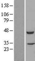 FKBPL Protein - Western validation with an anti-DDK antibody * L: Control HEK293 lysate R: Over-expression lysate