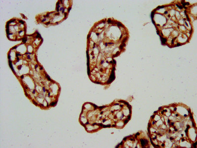 FKRP Antibody - Immunohistochemistry image at a dilution of 1:400 and staining in paraffin-embedded human placenta tissue performed on a Leica BondTM system. After dewaxing and hydration, antigen retrieval was mediated by high pressure in a citrate buffer (pH 6.0) . Section was blocked with 10% normal goat serum 30min at RT. Then primary antibody (1% BSA) was incubated at 4 °C overnight. The primary is detected by a biotinylated secondary antibody and visualized using an HRP conjugated SP system.