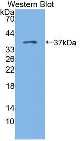 FKSG40 / KAZALD1 Antibody - Western blot of FKSG40 / KAZALD1 antibody.