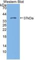 FKSG40 / KAZALD1 Antibody - Western blot of FKSG40 / KAZALD1 antibody.
