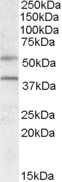 FKSG80 / GPR81 Antibody - GPR81 antibody (0.5 ug/ml) staining of Human Liver lysate (35 ug protein/ml in RIPA buffer). Primary incubation was 1 hour. Detected by chemiluminescence.