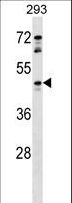 FKSG80 / GPR81 Antibody - GPR81 Antibody western blot of 293 cell line lysates (35 ug/lane). The GPR81 antibody detected the GPR81 protein (arrow).