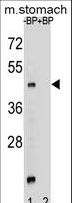 FKSG89 / MBOAT4 Antibody - Western blot of MBOAT4 Antibody antibody pre-incubated without(lane 1) and with(lane 2) blocking peptide in mouse stomach tissue lysate. MBOAT4 (arrow) was detected using the purified antibody.