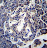 FKSG89 / MBOAT4 Antibody - MBOAT4 Antibody immunohistochemistry of formalin-fixed and paraffin-embedded human pancreas tissue followed by peroxidase-conjugated secondary antibody and DAB staining.