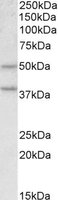 FKSG89 / MBOAT4 Antibody - MBOAT4 antibody (0.5 ug/ml) staining of Mouse Pancreas lysate (35 ug protein/ml in RIPA buffer). Primary incubation was 1 hour. Detected by chemiluminescence.