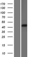 FKSG89 / MBOAT4 Protein - Western validation with an anti-DDK antibody * L: Control HEK293 lysate R: Over-expression lysate