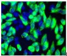 Flag Tag Antibody - IF:Hela cells transfected with DDK-tagged CD146 ORF cDNA clone were immunostained with M0002 antibody,and then colored in greed with FITC conjugated Secondary antibody(1:2000).The nuclei(blue) were counterstained with DAPI.