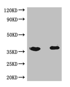 Flag Tag Antibody - IP-WB:Result of anti DDK-tag Monoclonal antibody Lane 1:DDK-tagged fusion proteinTransfected HEK-293 cells lysate Lane 2:Elution Lane 3:Precipitateing DDK-tagged fusion protein Secondary Goat polyclonal to Mouse IgG at 1/5000 dilution Predicted band size: 40kd Observed band size: 40kd