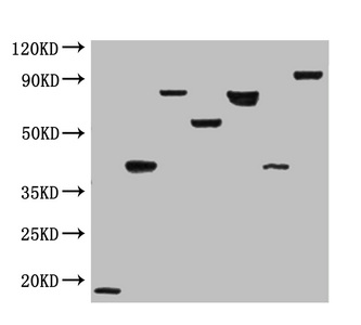 Flag Tag Antibody - Western Immunoblot analysis of randomly picked 7 differend DDK-tagged overexpressio lysates at dilution of 1:2000
