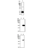 Flag Tag Antibody - The recombinant proteins (200ng) were resolved by SDS-PAGE, transferred to PVDF membrane and probed with anti-human Flag tag antibody (1:1000). Proteins were visualized using a goat anti-mouse secondary antibody conjugated to HRP and an ECL detection system. Lane 1.: Recombinant Human 6XHis-SNCA-3xFlag The cell lysates (40ug) were resolved by SDS-PAGE, transferred to PVDF membrane and probed with anti-human Flag tag antibody (1:1000). Proteins were visualized using a goat anti-mouse secondary antibody conjugated to HRP and an ECL detection system. Lane 1.: 293T cell lysate Lane 2.: ODC1-Flag tag Transfected 293T cell lysate The cell lysates (40ug) were resolved by SDS-PAGE, transferred to PVDF membrane and probed with anti-human Flag tag antibody (1:1000). Proteins were visualized using a goat anti-mouse secondary antibody conjugated to HRP and an ECL detection system. Lane 1.: 293T cell lysate Lane 2.: HDAC2-Flag tag Transfected 293T cell lysate
