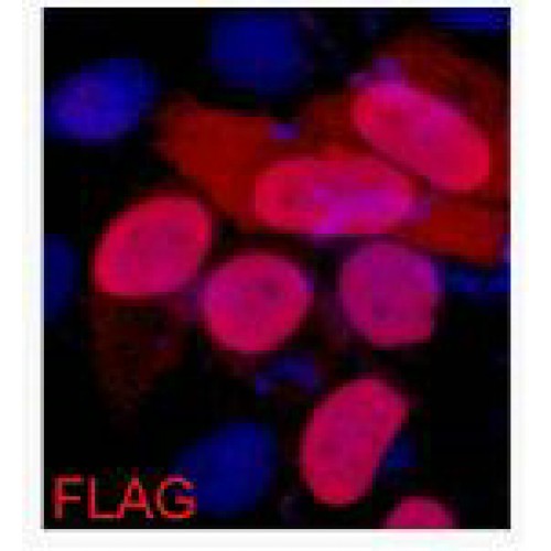 Flag Tag Antibody - Immunofluorescence of Flag-Tag antibody